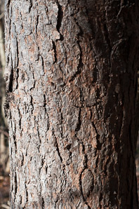 Pinus sylvestris (scots pine, scotch pine)
