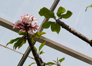 Plumeria sp. (frangipani)