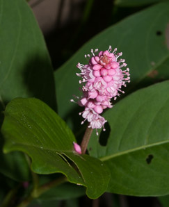 Polygonum amphibium (water smartweed, longroot smartweed, water knotweed, amphibious bistort)