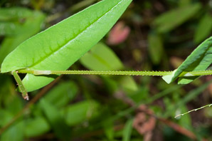 Polygonum sagittatum (arrow tearthumb)