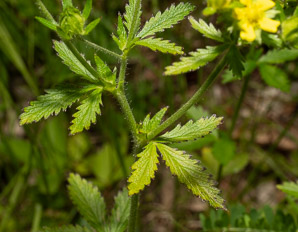 Potentilla recta (rough-fruited cinquefoil, sulphur cinquefoil)