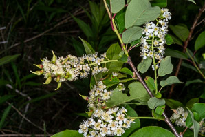 Prunus virginiana (common chokecherry, chokecherry)