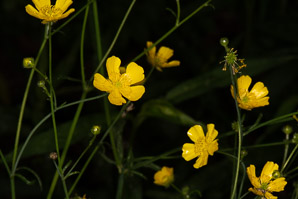 Ranunculus acris (buttercup, tall buttercup, meadow buttercup, common buttercup)
