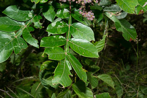 Rhus copallinum (shining sumac, winged sumac)