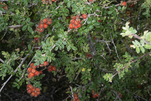 Rhus microphylla (littleleaf desert sumac, littleleaf sumac, desert sumac, scrub sumac)