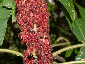 Rhus typhina (staghorn sumac)