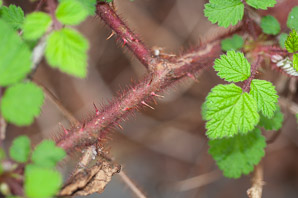 Rubus phoenicolasius (wineberry, wine raspberry, Japanese wineberry)