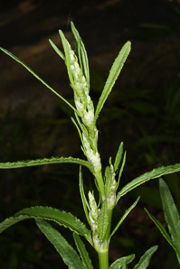 Rumex crispus (curly dock, wild rhubarb)