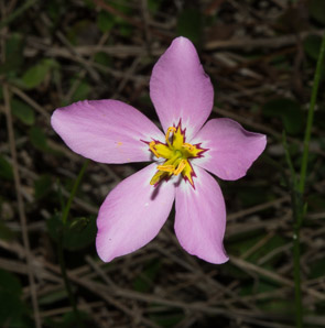 Sabatia stellaris (rose of Plymouth)