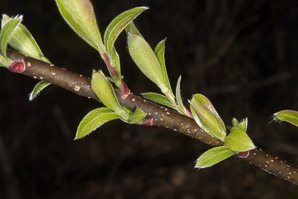 Salix cinerea (gray willow, large gray willow)
