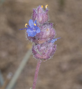 Salvia dorrii (desert sage, tobacco sage, door’s sage)