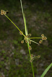 Scirpus polyphyllus (leafy bulrush)