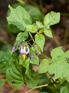 Solanum dulcamara (bittersweet, bittersweet nightshade, blue bindweed, climbing nightshade)