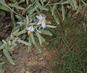 Solanum hindsianum (Baja California nightshade, Hinds’ nightshade)