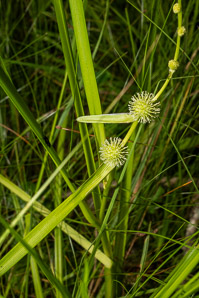 Sparganium americanum (bur reed, American bur-reed)