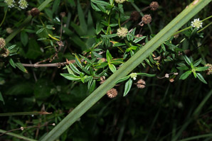 Spermacoce terminalis (everglades false buttonweed)