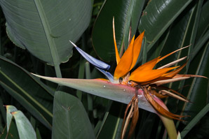 Strelitzia reginae (bird of paradise, bird-of-paradise, crane flower)
