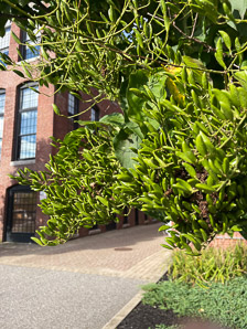 Syringa reticulata (Japanese tree lilac)