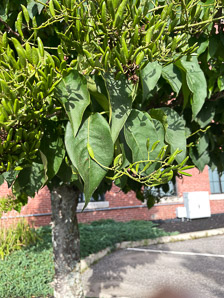 Syringa reticulata (Japanese tree lilac)