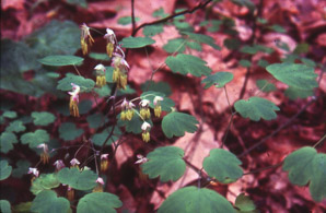 Thalictrum dioicum (early meadow rue, quicksilver-weed, early meadowrue)