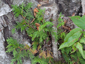 Thuja occidentalis (northern white cedar, arbor vitae, arborvitae, Eastern arborvitae, northern whitecedar, northern white-cedar)