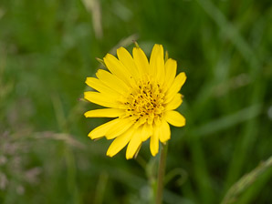 Tragopogon pratensis (meadow salsify, jack-go-to-bed-at-noon, showy goat’s-beard, meadow goat’s-beard, s, meadow goat’s beard)