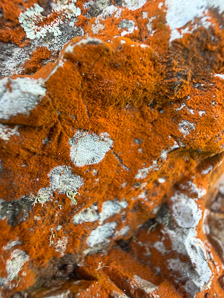 Trentepohlia aurea (orange rock hair)