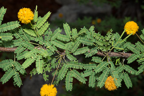 Vachellia farnesiana (mimosa, prickly acacia, sweet acacia, needle bush, huisache)