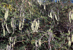 Vachellia pennatula (feather acacia, fern-leaf acacia)