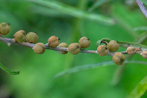 Varronia revoluta (revolute-leafed cordia, laurelillo)