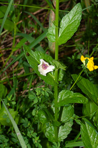 Verbascum blattaria (moth mullein)