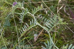 Vicia villosa (hairy vetch)