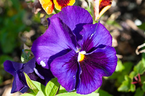 Viola × (pansy)