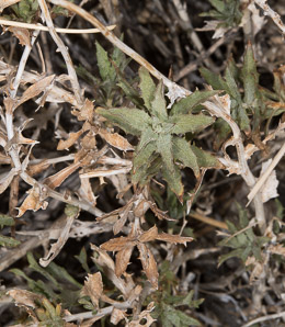 Xylorhiza tortifolia (mojave aster, desert aster, mojave woodyaster)