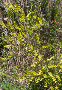 Zanthoxylum fagara (wild lime prickly ash)