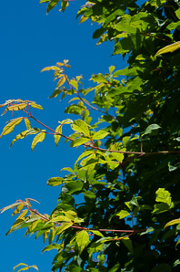 Acer triflorum (three-flowered maple)