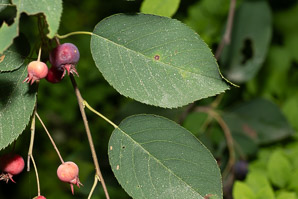 Amelanchier canadensis (shadbush, bilberry, Canadian serviceberry, chuckle-berry, currant-tree, juneberry, shad-blow, shadbush serviceberry, sugarplum, thicket serviceberry)