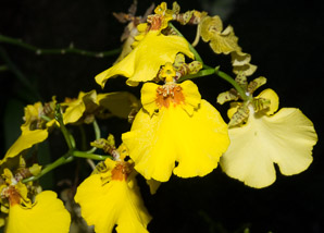 Brassidium Fly (orchid)