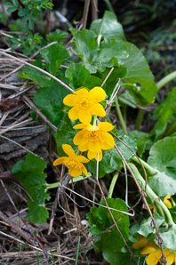 Caltha palustris (marsh marigold, kingcup)