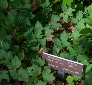 Cardamine × (three-leaved toothwort)