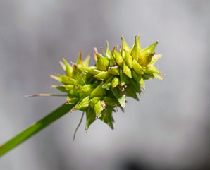 Carex L. (sedge)