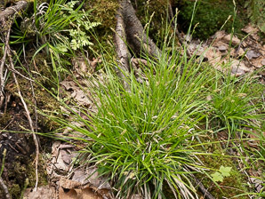 Carex pensylvanica (Pennsylvania sedge, Penn sedge, early sedge, common oak sedge, yellow sedge)