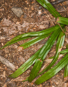 Carex plantaginea (plantain-leaf sedge, seersucker sedge)