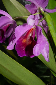 Cattleya trianae (corsage orchid)
