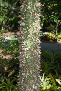 Ceiba erianthos (ceiba erianthos hybrid)