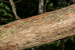 Chamaecyparis thyoides (Atlantic white cedar, Atlantic white cypress, southern white-cedar, white-cedar, swamp-cedar)