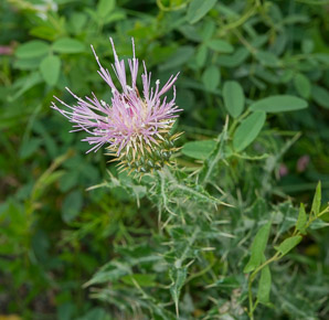 Cirsium arvense (Canada thistle, field thistle, lettuce from hell thistle, California thistle, corn thistle, cursed thistle, green thistle, hard thistle, perennial thistle, prickly thistle, setose thistle, small-flowered thistle, way thistle, stinger-needles)