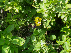 Cordia lutea (yellow cordia, muyoyo)
