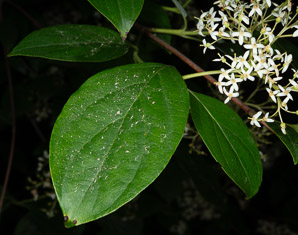 Cornus racemosa (northern swamp dogwood, gray dogwood, panicle dogwood)