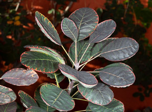 Cotinus coggygria (European smoketree, smoke tree, smoke bush, Venetian sumac, Dyer’s sumac)